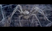 krull-spider